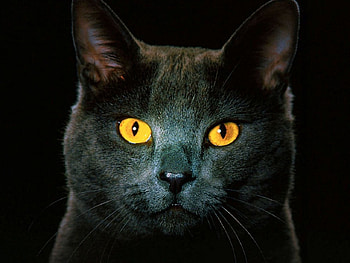 golden eyes, golden, fur, eyes, black HD wallpaper