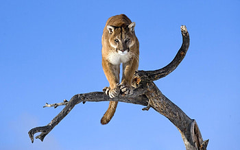 Wildcats, Silhouette art, Striking visuals, Wildlife enthusiasts HD wallpaper