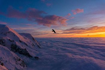 Nature, Sunset, Clouds, Bird, Flight, Wings HD wallpaper