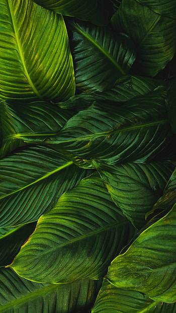 Green Leaf, Bright leaves, Green plant , Sony Xperia Z5 Premium HD phone wallpaper