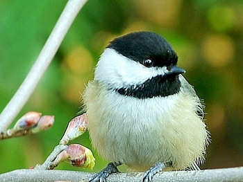 Cute Bird, cool, cute, bird HD wallpaper
