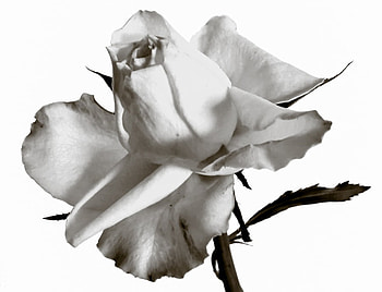 White for Sorrow and Hope, rose, hope, white, sorrow HD wallpaper