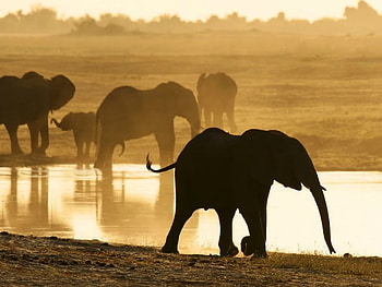 The Watering Hole, africa, elephants, calves, water HD wallpaper