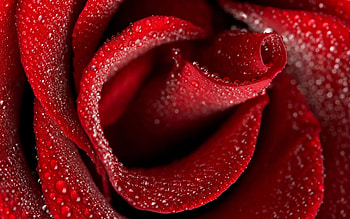 Plants, Flowers, Background, Drops HD wallpaper