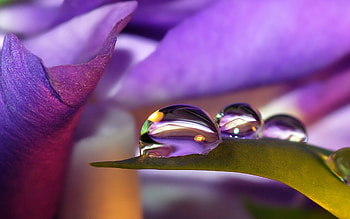 Drops, Flower, Macro, Petals, Dew HD wallpaper