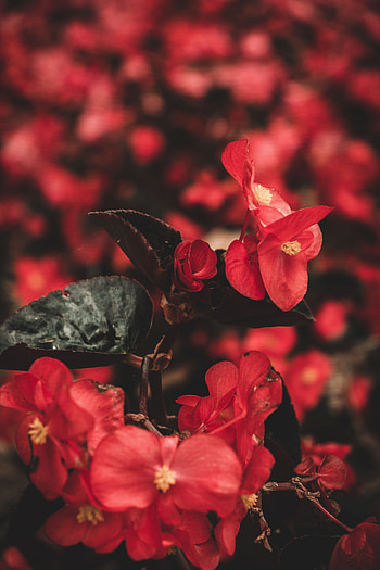 Flowers, Plant, Macro HD phone wallpaper