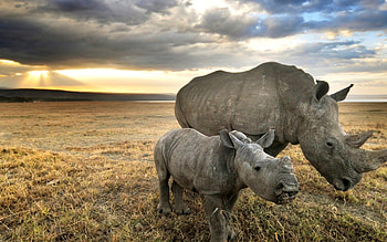 Rhino kingdom, Enigmatic creatures, Untamed wilderness, Natural beauty HD wallpaper
