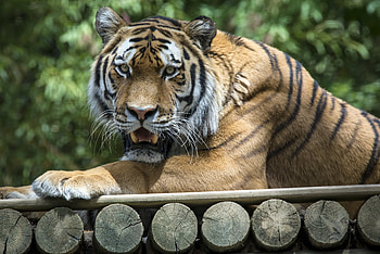 Animals, Predator, Tiger, Fangs, To Fall, Mouth HD wallpaper