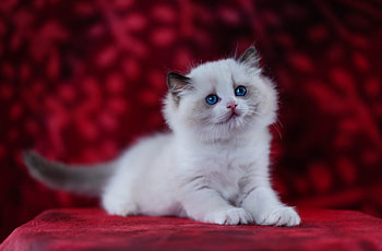 Kitten, animal, cat, purr HD wallpaper