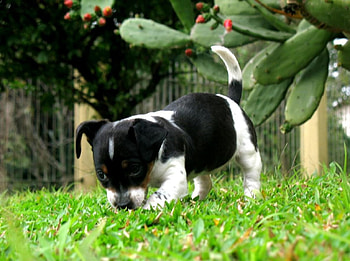 Found Something., cute, puppy, the, its HD wallpaper