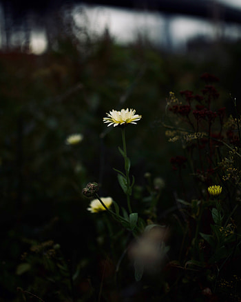 Flower, Plant, Macro, Wild HD phone wallpaper
