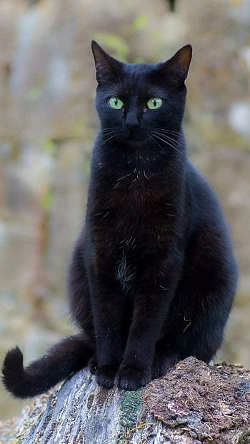 Black Cat, Cat HD phone wallpaper