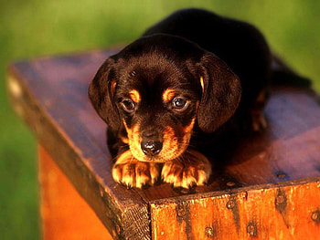 puppy dog, dog, cute, puppy, pet HD wallpaper