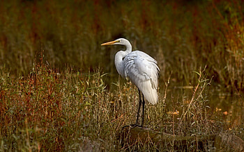 Heron, animal, plants, bird HD wallpaper