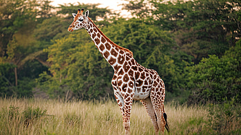 Majestic Giraffe: Ultra, giraffe, Wildlife, savanna, nature, Animal HD wallpaper