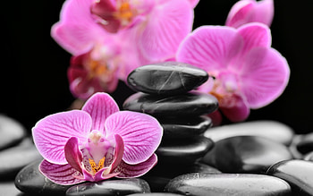Orchids, Pink, Stones, Spa HD wallpaper