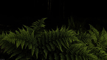Closeup View Of Fern Leaves Branches In Dark Background Nature HD wallpaper
