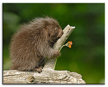 Baby Porcupine , wood, animals, flower, other, porcupine, tree HD wallpaper