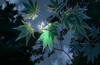 Moonlight, leaves, green, tree HD wallpaper