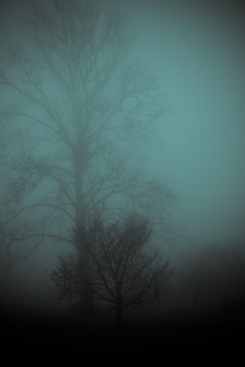 Nature, Wood, Tree, Fog, Gloomy, Gloomily HD phone wallpaper