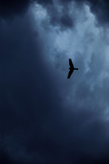 Animals, Sky, Silhouette, Bird, Flight, Eagle HD phone wallpaper