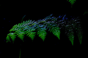 raindrops on a leaf, black, graphy, rain, drops, contrast, green, leaf, nature, foliage HD wallpaper