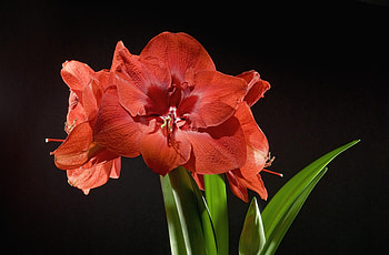 Flowers, Flower, Bud, Disbanded, Stem, Stalk, Amaryllis, Licentious HD wallpaper