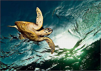 SeaTurtle, sea, turtle, cool HD wallpaper