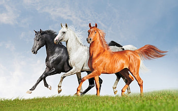 Horses, animal, lolita777, white, horse, black, grass, brown, green, trio HD wallpaper