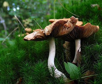 Decay, woods, undergrowth, fungi HD wallpaper
