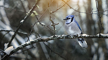 Blue White Jay Bird Is Standing On Tree Branch With Snow In Blur Background Birds HD wallpaper