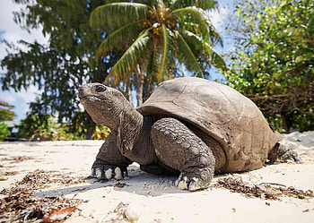 Aldabra Giant Tortoise, Biodiversity research, Conservation programs, Breathtaking nature HD wallpaper