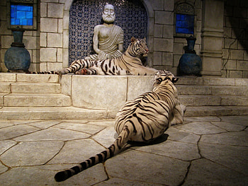 Animals, Tigers, Premises, Room, Albino, Albinos, Statues HD wallpaper