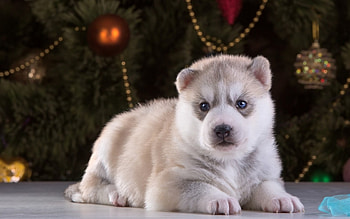 dog craciun husky, dog, puppy, craciun, husky, christmas, tree HD wallpaper