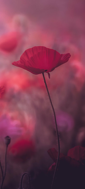 Poppy flowers, Bright red blooms, Fields of color, Symbol of remembrance HD phone wallpaper