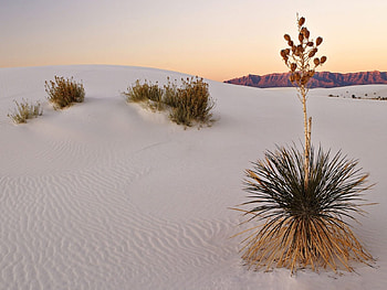 Areias brancas, plantas, ceu, areias, branco, nuvens HD wallpaper