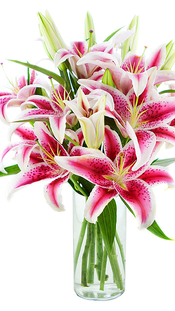 Pink Lily, Beautiful, Aesthetic HD phone wallpaper