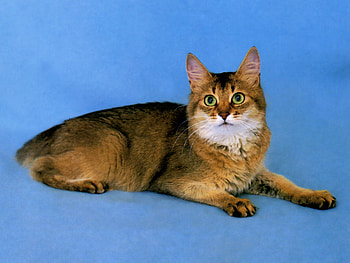 Somali cat, kitten, somali, cat, pet HD wallpaper