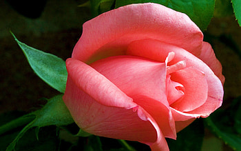 Pink Rose For My Friend Luna, BEAUTY, FLOWERS, ROSES, NATURE HD wallpaper
