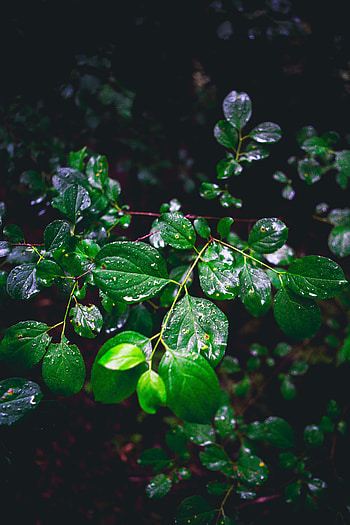 Leaves, Macro, Wet, Branch HD phone wallpaper