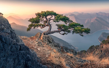 Pine over Mountain Lake, mountains, pine, lake, tree HD wallpaper