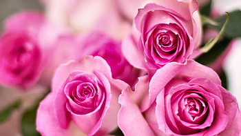 Pink Roses FC, graphy, floral, beautiful, romance, beauty, wide screen, flower, love, , Rose HD wallpaper