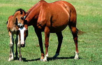 Mammy...Lets Play!!, horses, mare, animals, love, foal, colt HD wallpaper