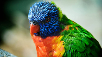 Exotic Bird, animal, fauna, bird, exotic HD wallpaper