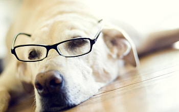 Animals, Dogs HD wallpaper