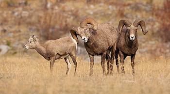 Mountain Sheep, animal, big horn, sheep HD wallpaper