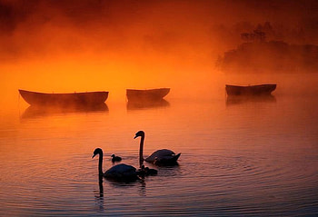 Burning mist, mist, swans, coral color, empty boats, three, lake HD wallpaper