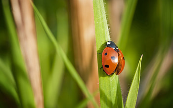 Grass, Macro, Insect, Wings, Ladybug, Ladybird HD wallpaper