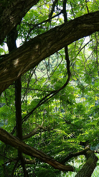Jungle , Beautiful backgrounds, Mobile beauty, Tropical foliage HD phone wallpaper