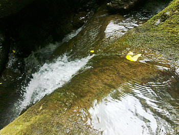 watter fall, nature, jungle, water, fall HD wallpaper
